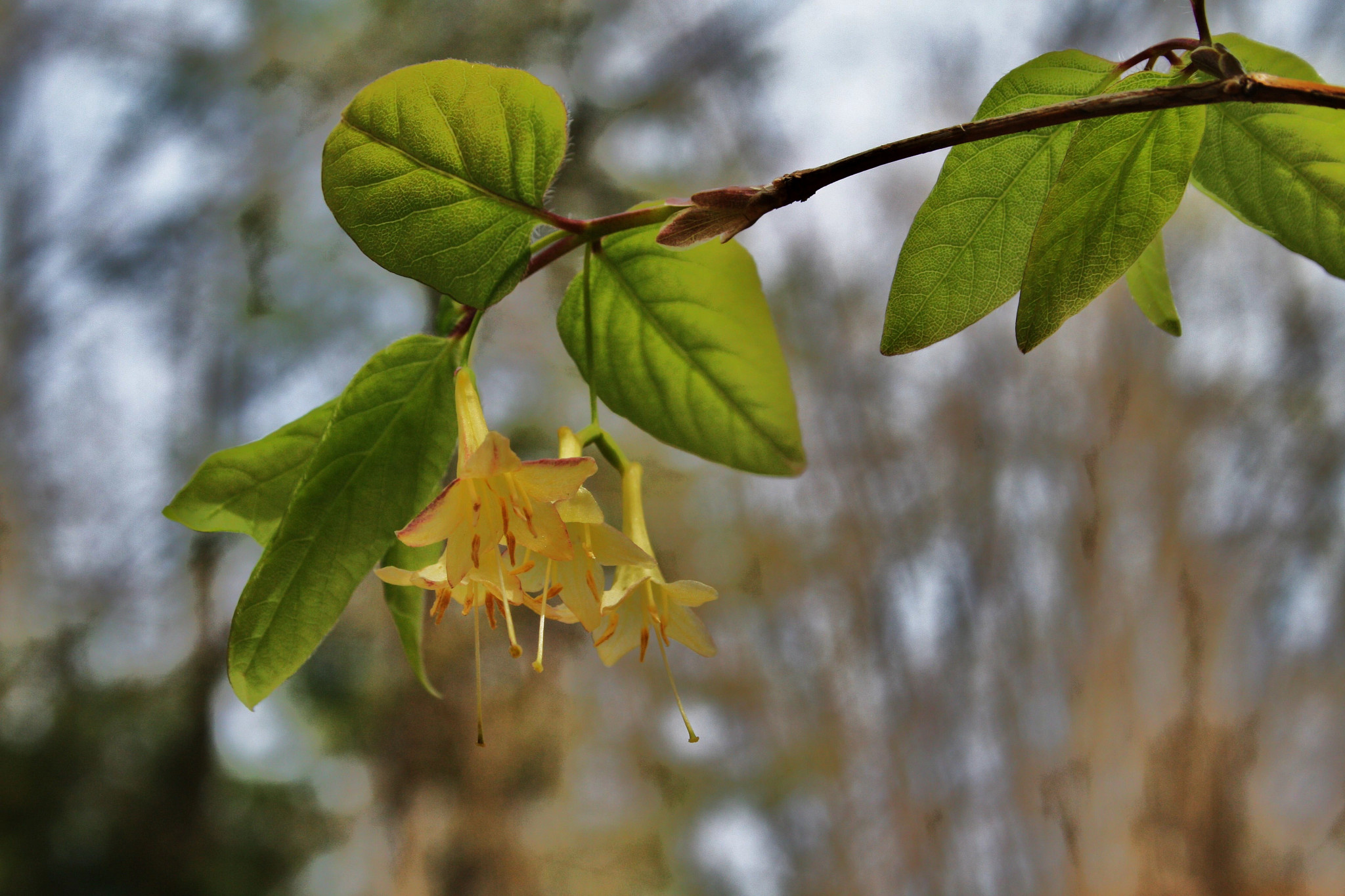 Take a walk on the wild side…wildflowers, wildlife, and wild waters